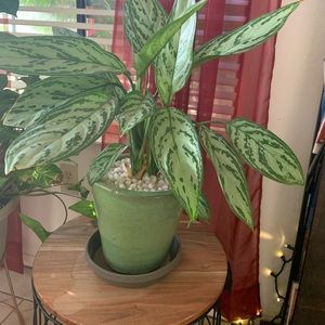 Meet your Posher, Carly